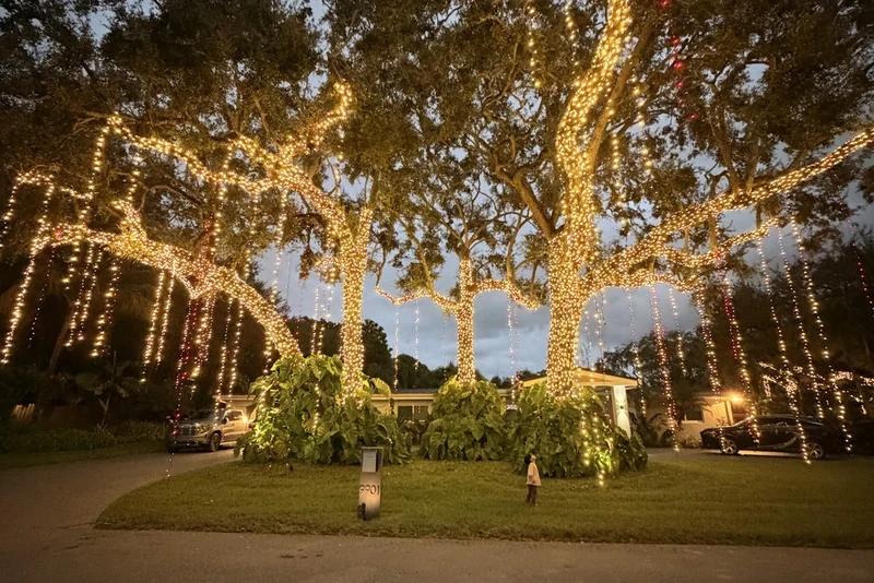 Large oak trees wrapped in warm white Christmas lights beside a residential driveway at dusk