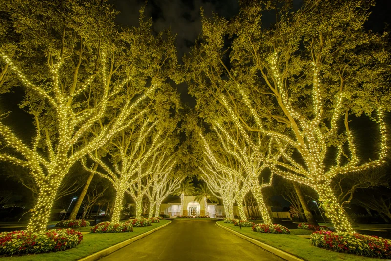 An avenue of mature oaks wrapped trunk to branch in warm white lights, forming a lit canopy over the driveway